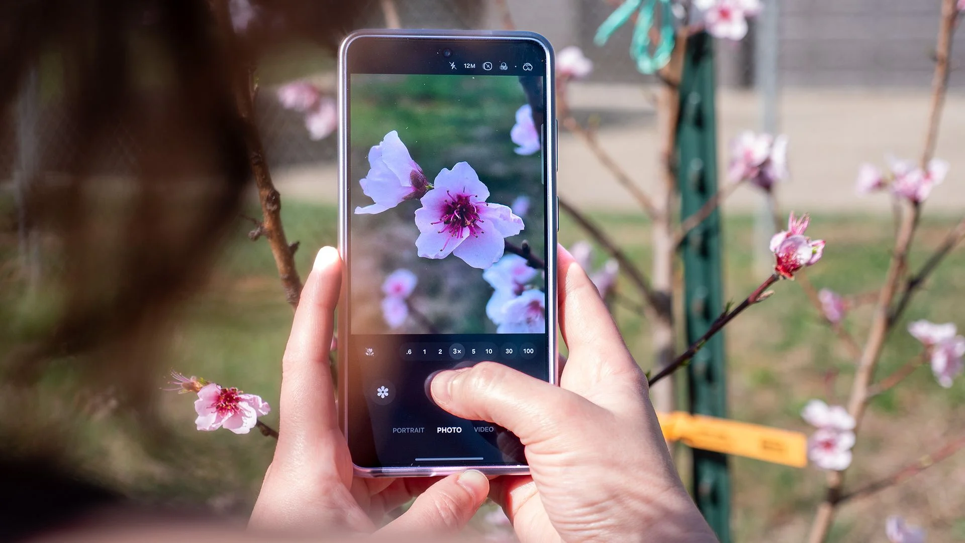 Taking a photo of peach blossoms with a Samsung Galaxy S26 Ultra